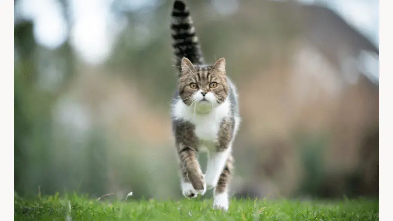 Why Does Cat Follow me Everywhere photo 1