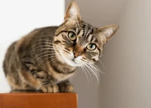 Read more about the article Why Does Cat Follow me Everywhere: 4 Spiritual Meanings