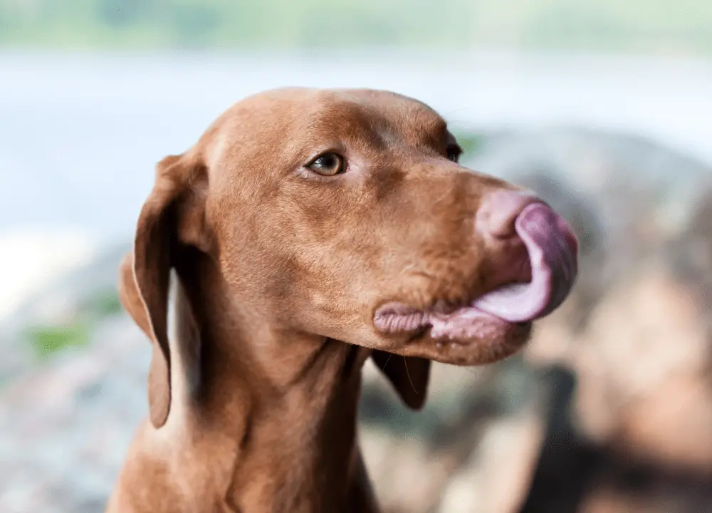 You are currently viewing Why Do Dogs Eat Poop? Revealing the Mystery