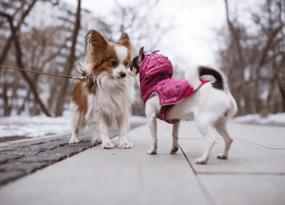 You are currently viewing Have You Ever Thought Why Female Dogs Put Their Bum in Other Dogs’ Faces? 8 Surprising Reasons