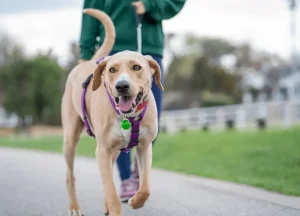 Read more about the article Why My Dog Nudge The Back Of My Legs When Walking