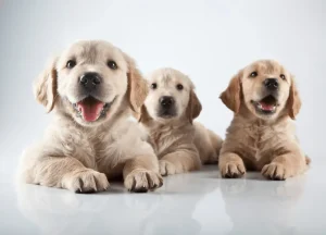 Read more about the article 5 Amazing Reasons Why is My Dog Bigger Than His Parents