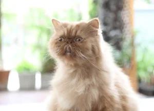 Read more about the article Find Out 6 Surprising Reasons Why Are Cats so Soft