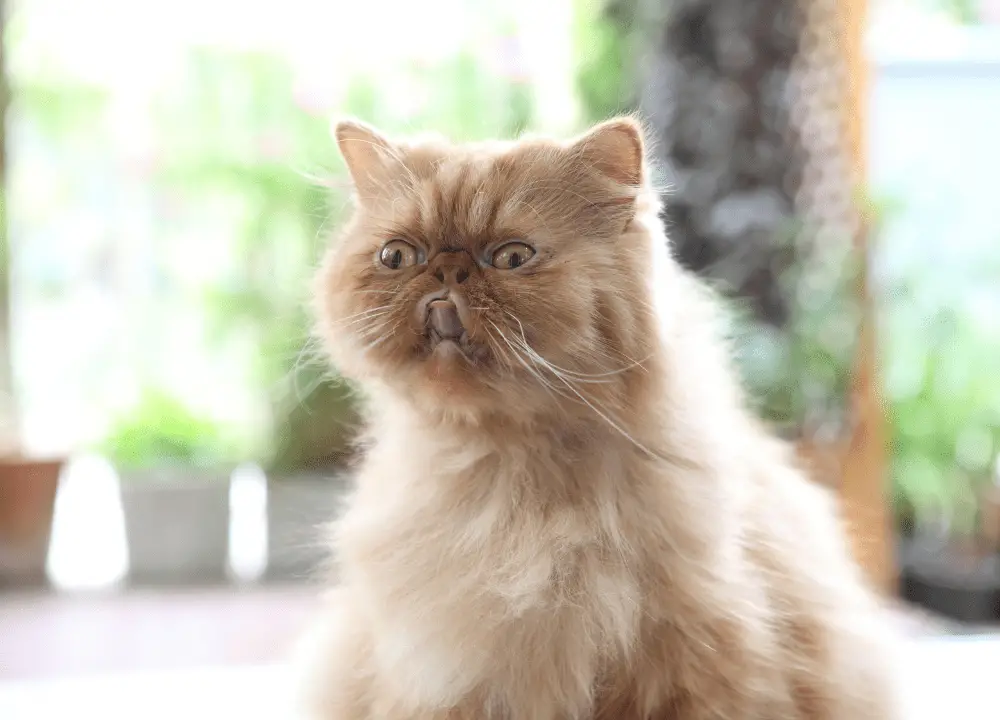 Read more about the article Find Out 6 Surprising Reasons Why Are Cats so Soft