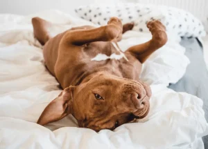 Read more about the article Let’s Find Out Why Do Dogs Rest Their Heads On Furniture?