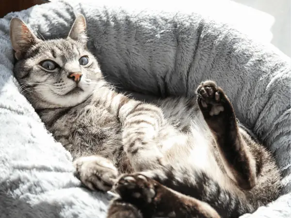Are There Silly Cat Breeds photo 2
