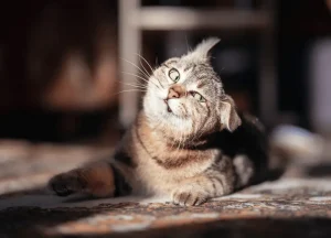 Read more about the article Are There Silly Cat Breeds? Debunking the Myth
