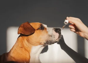 Read more about the article Step by Step Guide How to Use Argan Oil For Dogs