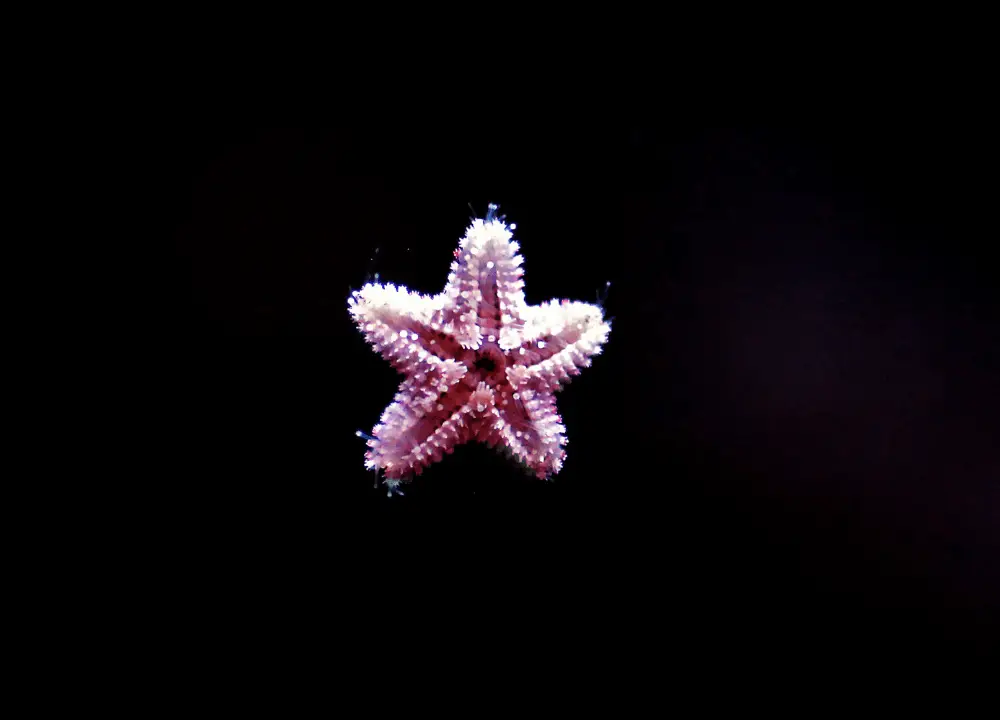 Asterina Starfish photo