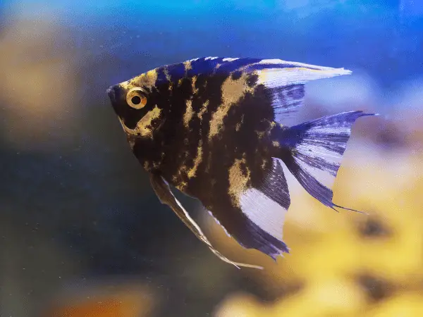 Black Lace Angelfish photo 1