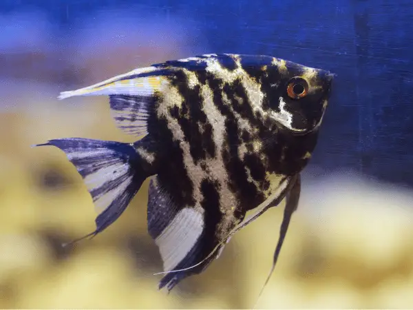 Black Lace Angelfish photo 2