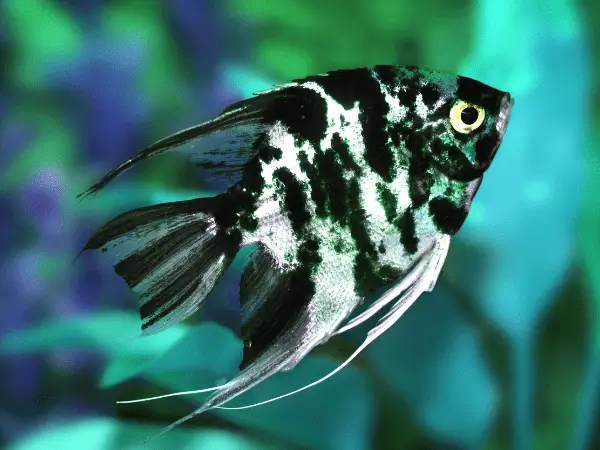 Black Lace Angelfish photo 3