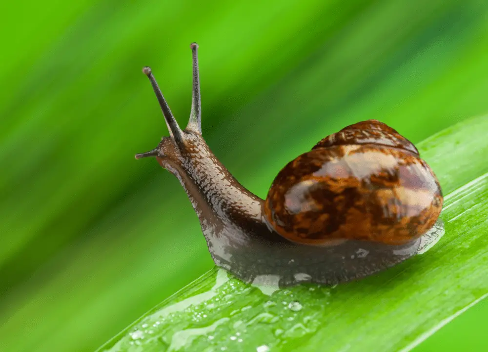 Bladder Snail photo