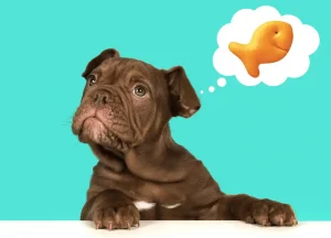 Read more about the article Exploring Can Dogs Enjoy Goldfish Crackers Safely?