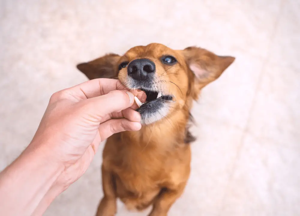 You are currently viewing Can Dogs Have Gushers? Pros And Cons For Dog Health