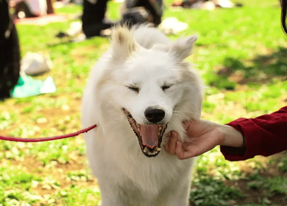 You are currently viewing Discover Striking Dog Breeds Sporting All-White Coats