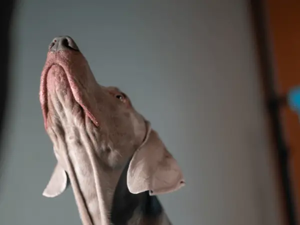 Dog Keeps Looking up at The Ceiling photo 3
