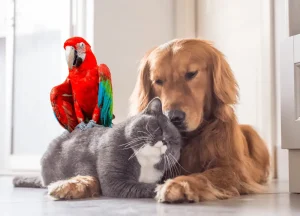 Read more about the article Paws, Fins, and Fur: The Ultimate Guide to Multi-Pet Harmony