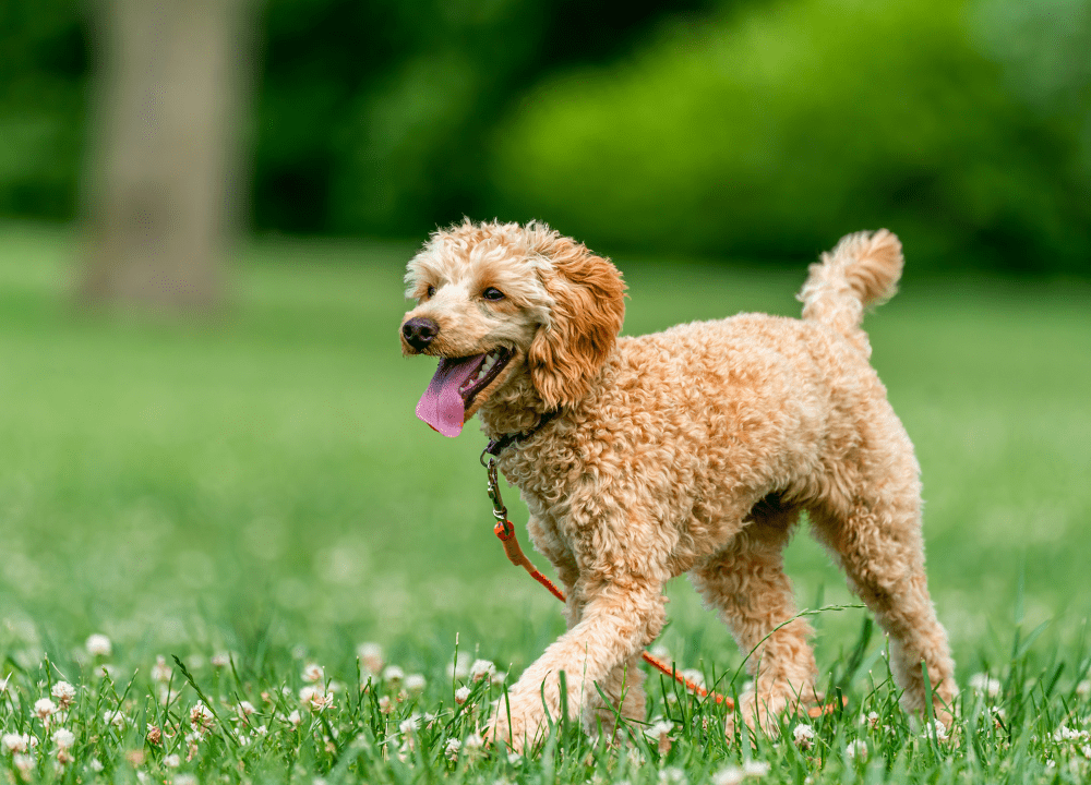 Dog on the grass photo