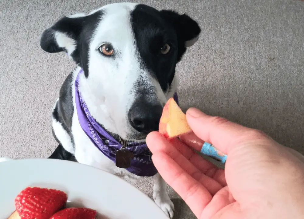 Dogs Eat Cantaloupe photo