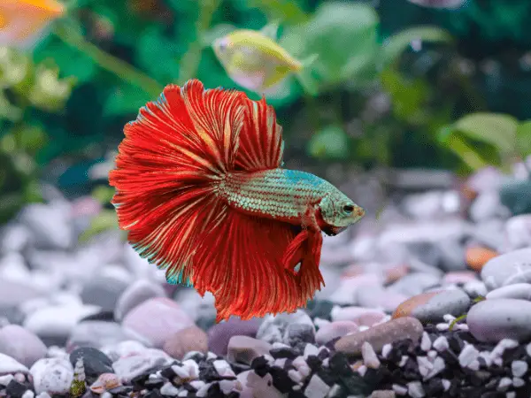 Dragon Scale Betta Fish bright red photo 2