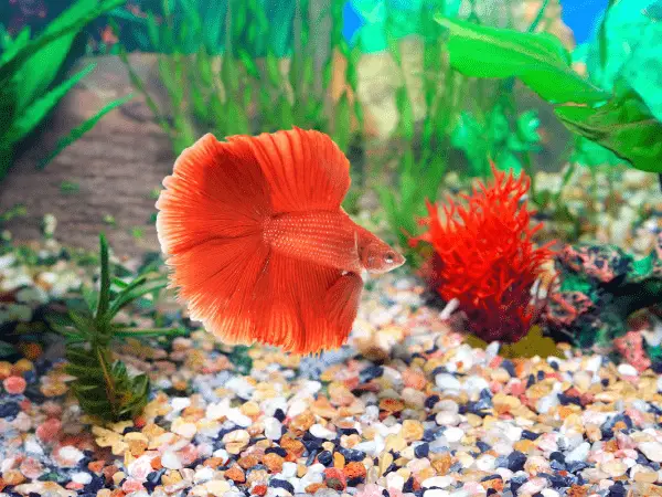 Dragon Scale Betta Fish bright red photo