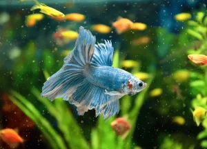 Read more about the article Dragon Scale Betta Fish: Care, Size, Diet, and More