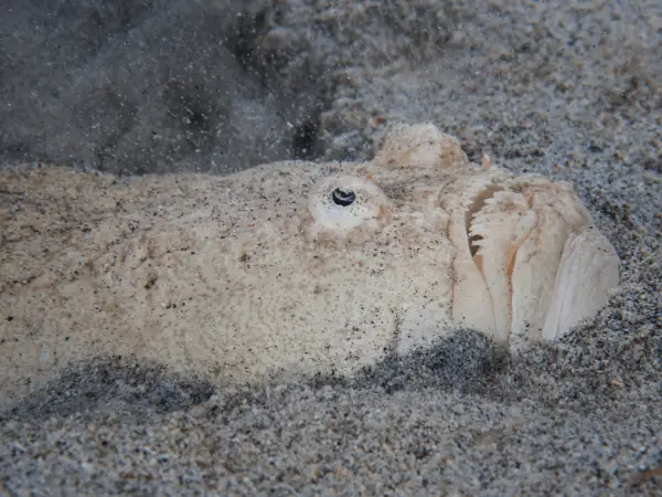 Fish With Human Face photo 1
