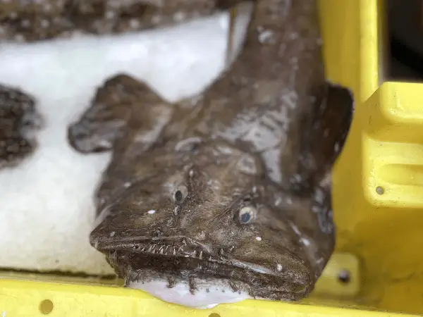 Fish With Human Face photo 2
