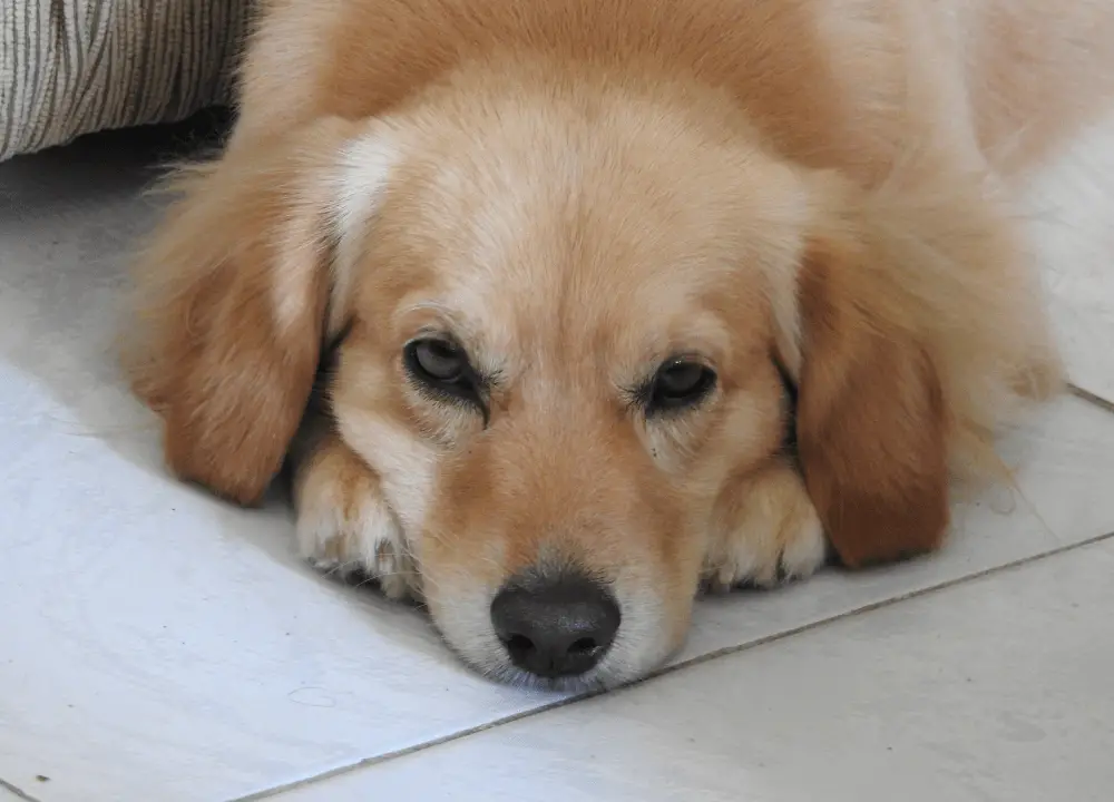 You are currently viewing Goldador – Dog Breed Information, Characteristics & Care