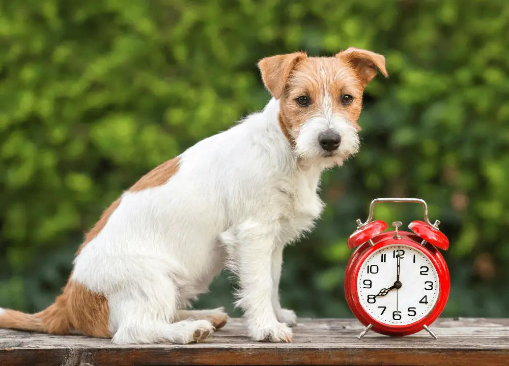 How Long is a Few Minutes in Dog Time photo