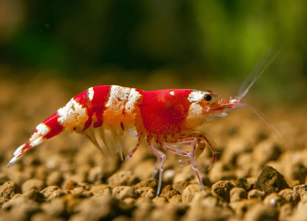 Is Aquarium Salt Safe For Shrimp photo