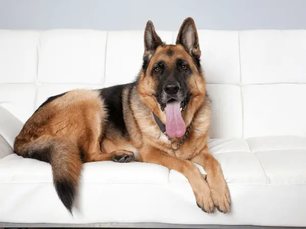 King Shepherd Dog photo 1