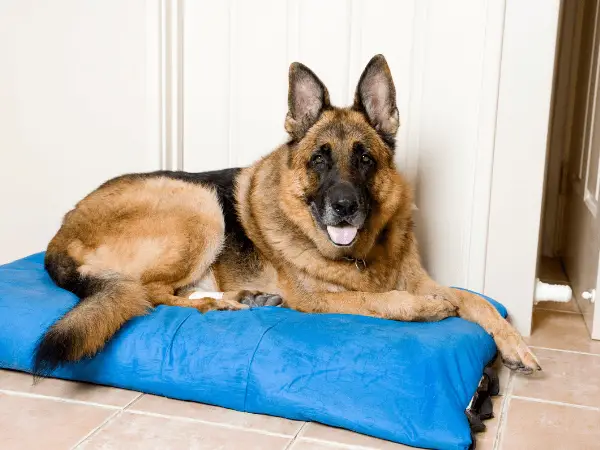 King Shepherd Dog photo 2