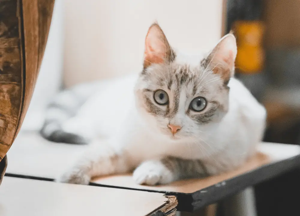 Read more about the article Lynx Point Siamese: Cat Breed Info, Characteristics & Care