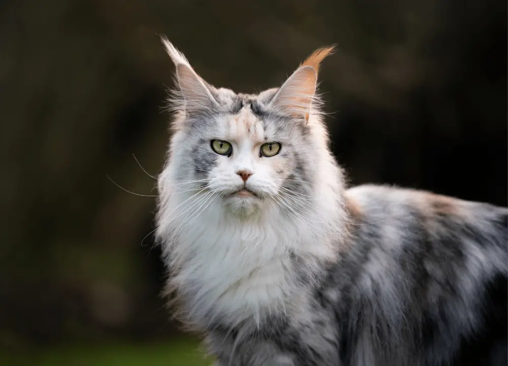 Top 6 Maine Coon Mix Breeds Captivating Cat Lovers - Day Pets