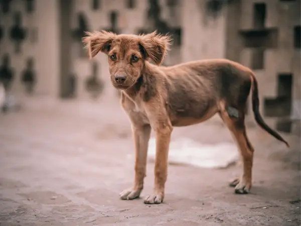 Mexican Street Dog photo 1