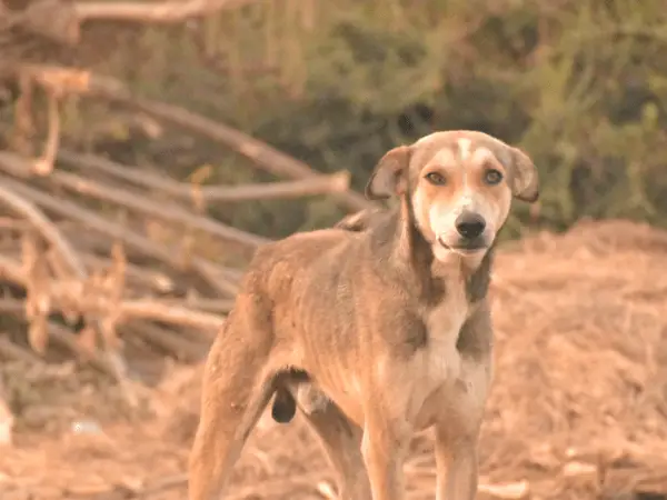 Mexican Street Dog photo 2