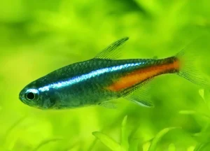 Read more about the article Neon Tetra: Profile Fish