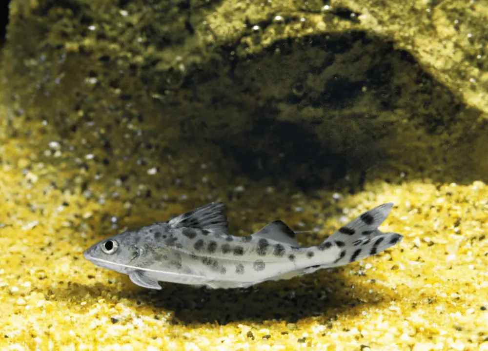 Pictus Catfish photo