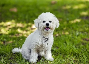 Read more about the article All About Poochon: Traits, Training, and TLC