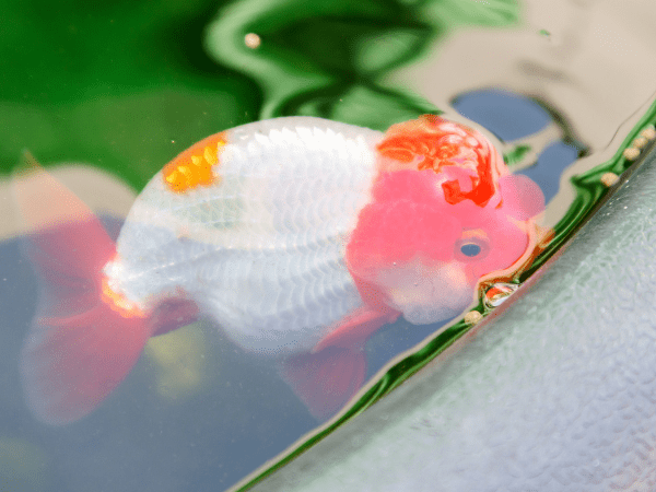 Ranchu Goldfish photo 1