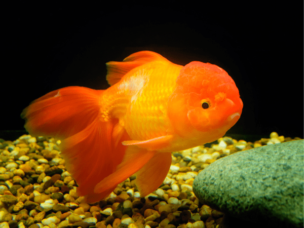 Ranchu Goldfish photo 2