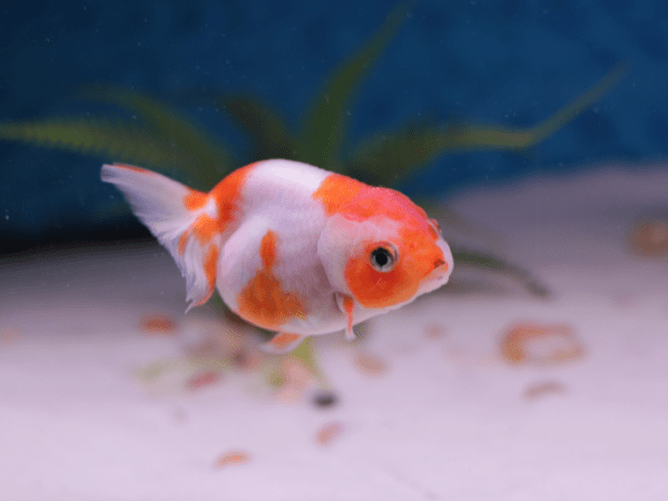 Ranchu Goldfish photo 3