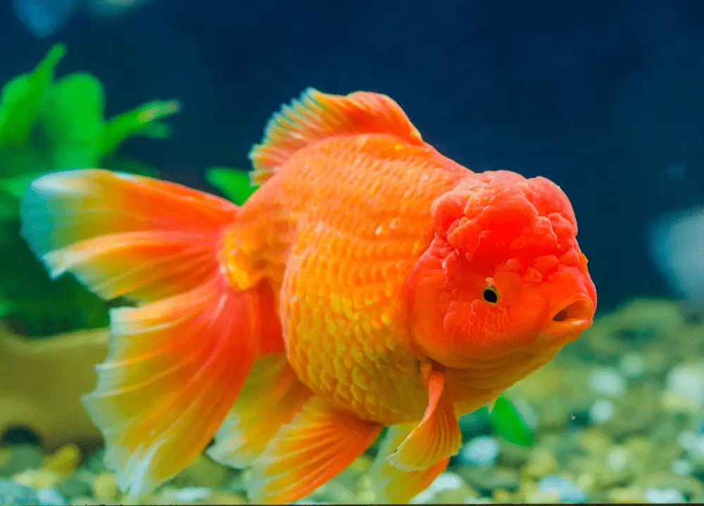 Ranchu Goldfish photo