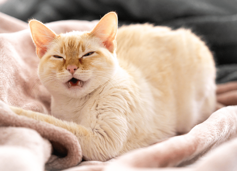 Reasons for Cat Sneezing photo