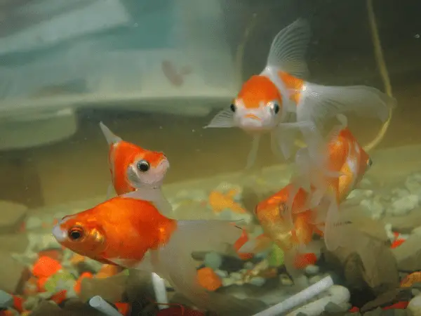 Ryukin Goldfish From Characteristics to Breeding photo 3