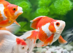 Read more about the article Ryukin Goldfish From Characteristics to Breeding