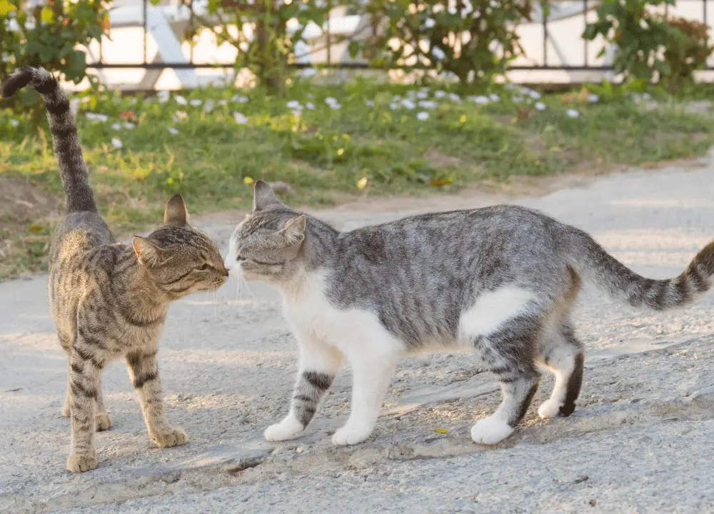 Two cats sniff each other photo