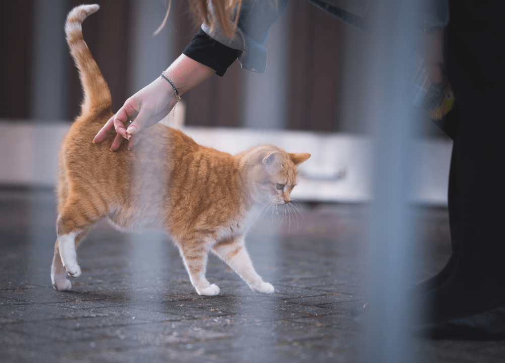 Why do Cats Like Their Butt Patted photo